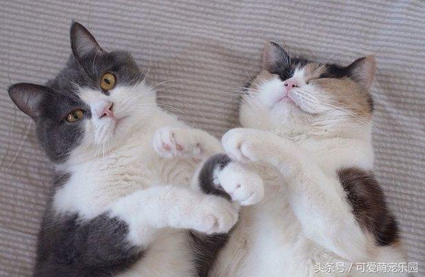 铲屎官你到底想怎么样,铲屎官你好怎么回复