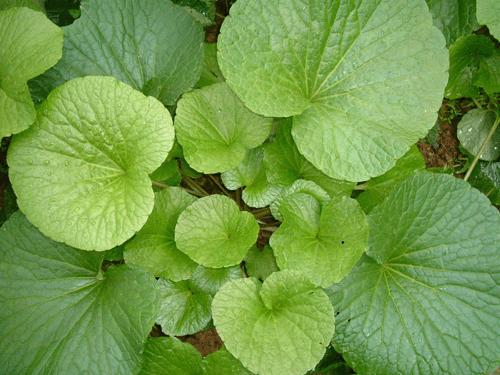 你吃的哇沙比都是「假的」！不想满肚化学药剂与色素靠这两招就能辨别！