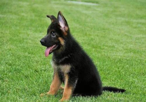 花1000多买的狗尾巴都不让摸,花1000万买一只狗