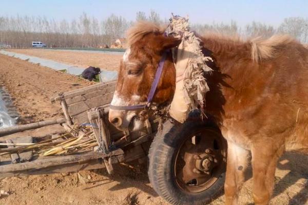 农村套牲口用的套引子，成了人们喜爱的U型枕头