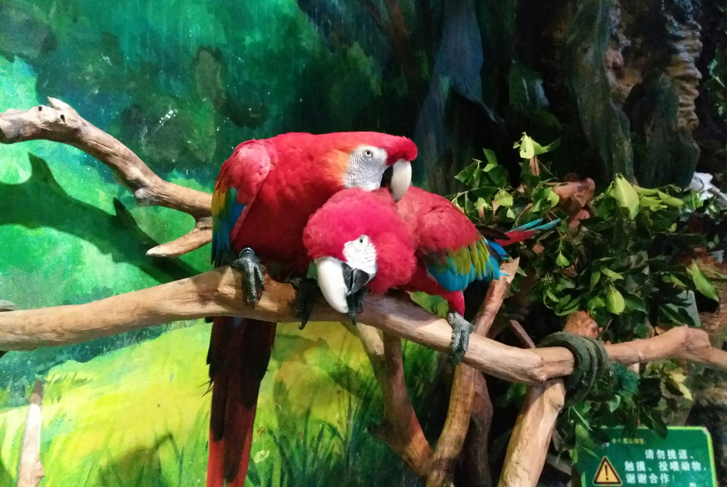 长隆野生动物世界自驾车,长隆野生动物世界免票吗