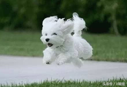 世上有多少种狗狗,世上有几种狗狗叫什么名字