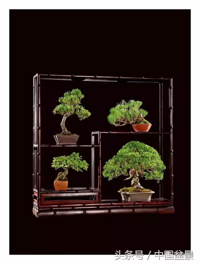 全国盆景拍卖前十 (盆景拍卖专场)