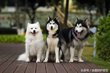 肠胃不好的狗狗如何养护,狗狗肠胃黏膜受损怎么养