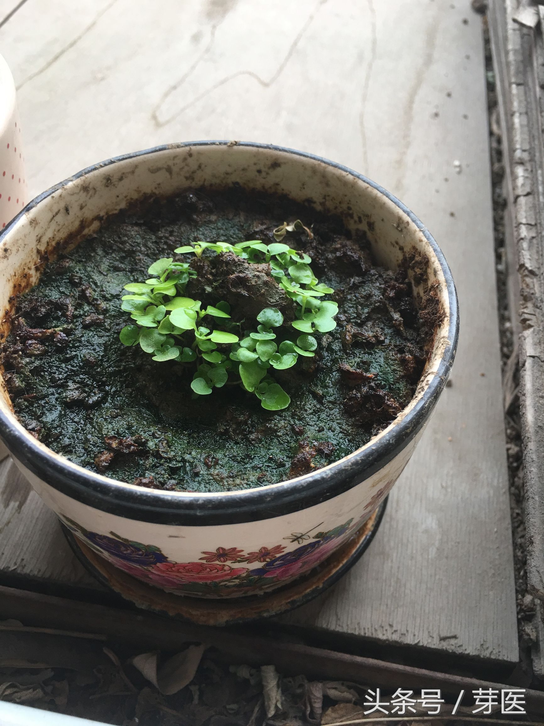 海藻面膜发芽种出来的是什么,海藻面膜是什么植物的种子
