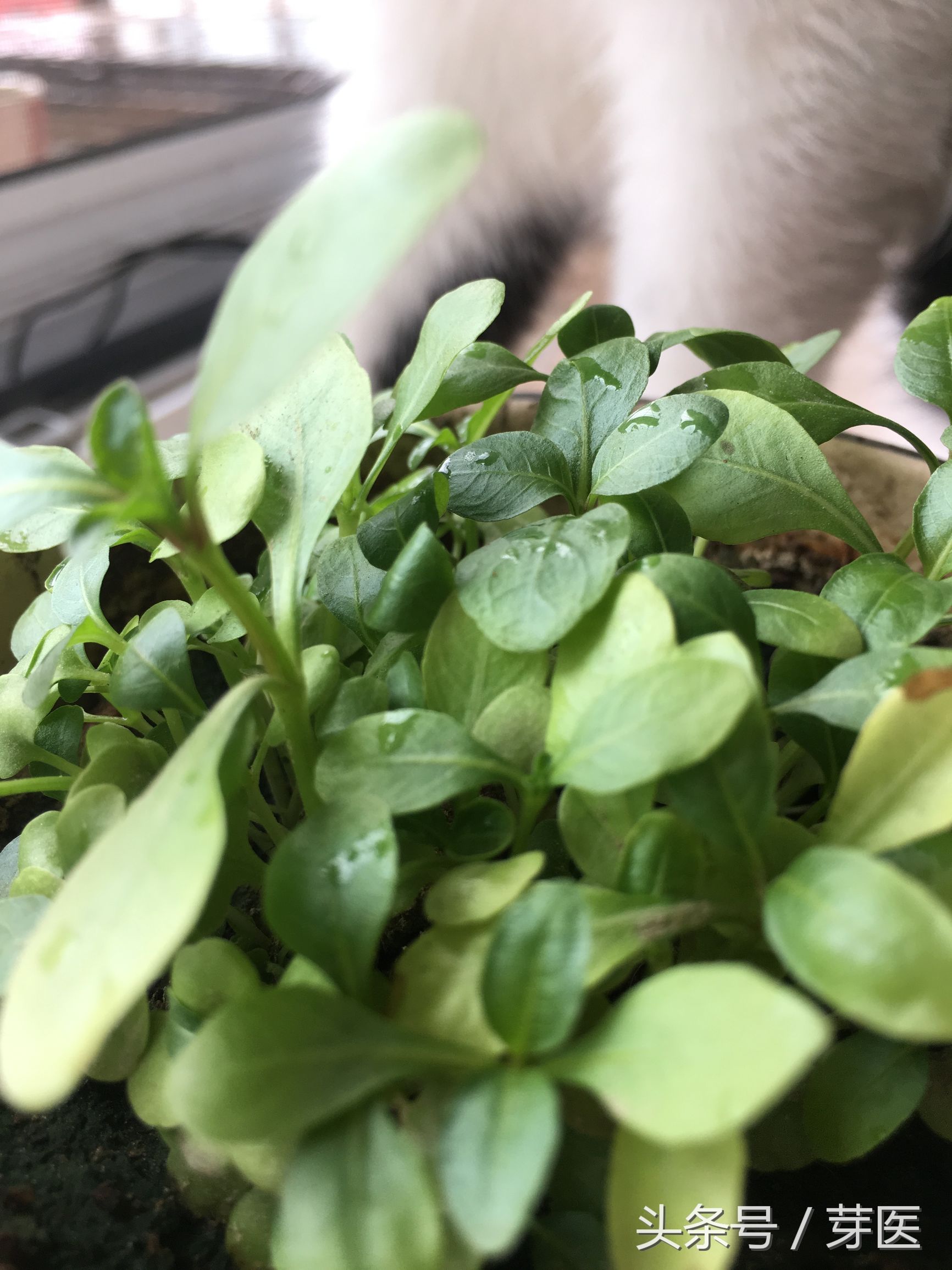 海藻面膜发芽种出来的是什么,海藻面膜是什么植物的种子