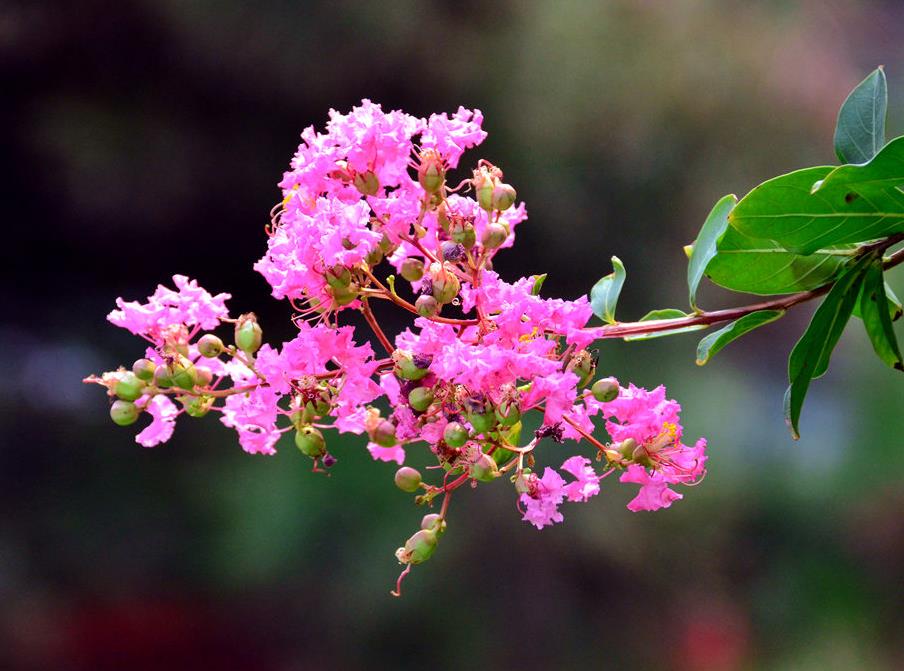 二十四节气对应的花卉作物,二十四节气各节气代表的花草