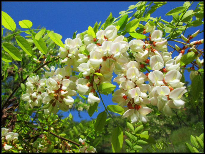 沉香的药用历史与药用研究,沉香品种的功效与功能