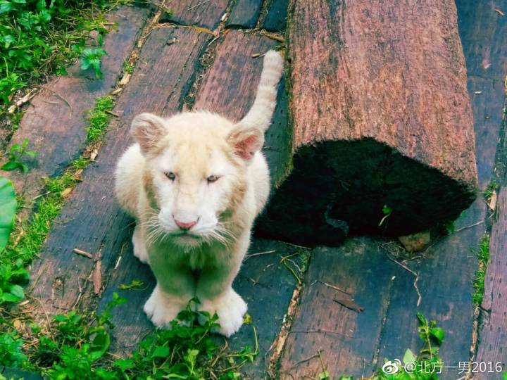 长隆野生动物世界自驾车,长隆野生动物世界免票吗