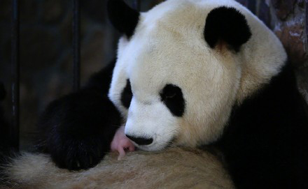 国宝熊猫“晶晶”告捷产子，《梦幻西游》竟然蹭上了这个热点