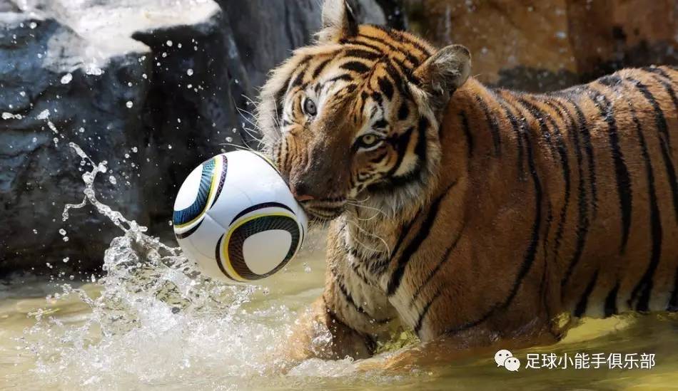 日本天皇杯比赛赛程,日本天皇杯赛况