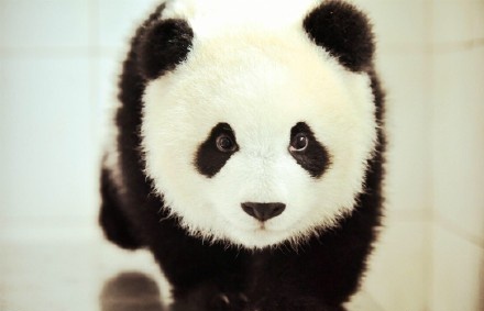 国宝熊猫“晶晶”告捷产子，《梦幻西游》竟然蹭上了这个热点