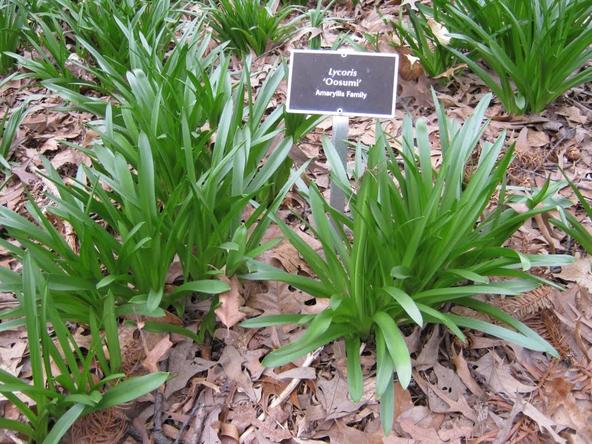 被名字耽误的花卉,被名字耽误的花