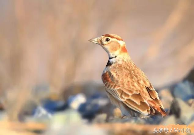 百灵鸟换羽期间能够喂鸡蛋吗,百灵鸟过冬注意什么