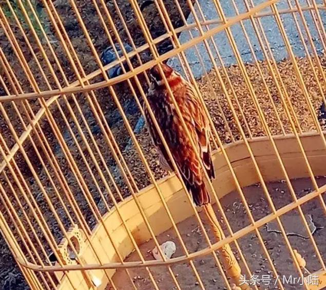 百灵鸟换羽期间能够喂鸡蛋吗,百灵鸟过冬注意什么