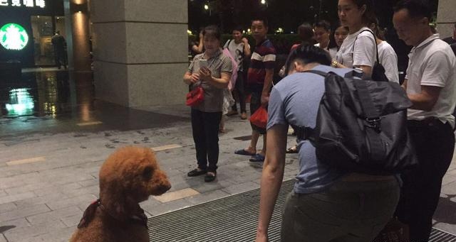 这么大的泰迪输出肯定不比人差，难怪这么多女的喜欢