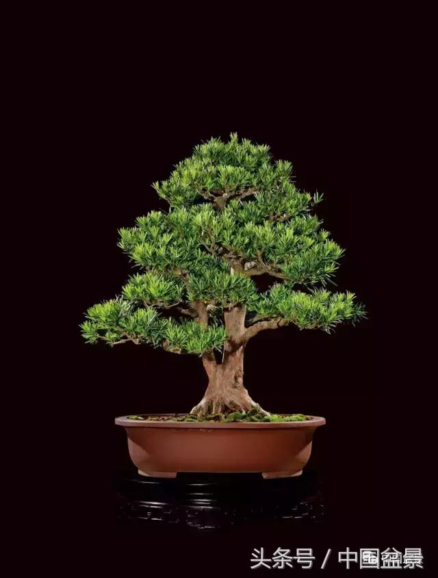 全国盆景拍卖前十 (盆景拍卖专场)