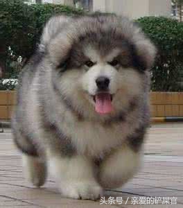 肠胃不好的狗狗如何养护,狗狗肠胃黏膜受损怎么养