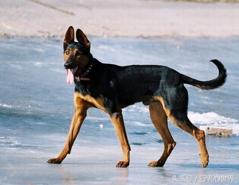 中国山红犬介绍,山红犬是什么品种