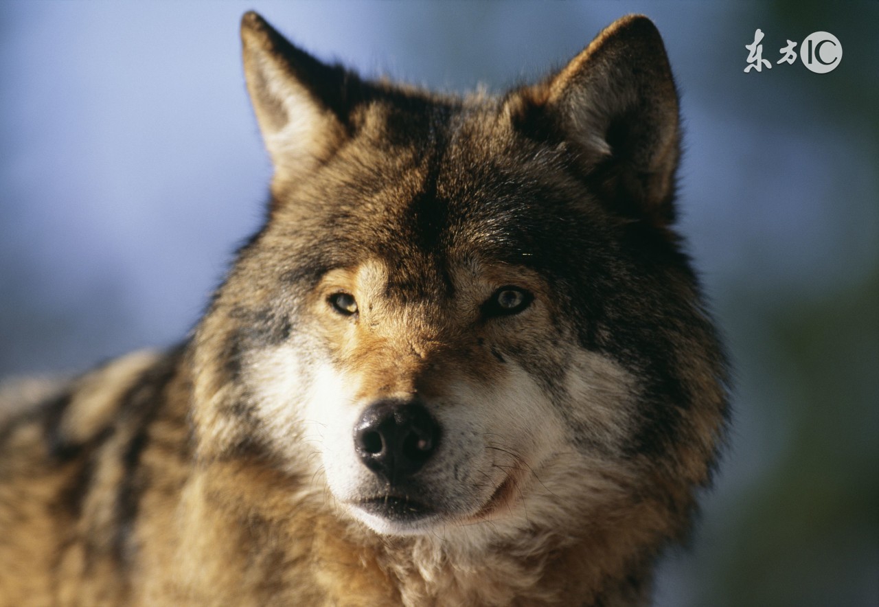 蒙古人为什么有狼图腾,狼为什么是游牧民族的图腾