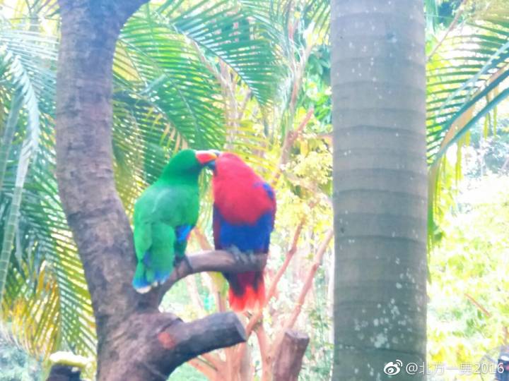 长隆野生动物世界自驾车,长隆野生动物世界免票吗