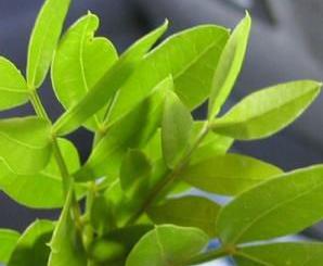 沉香的药用历史与药用研究,沉香品种的功效与功能