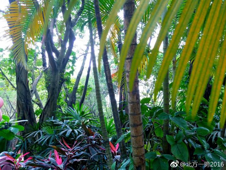 长隆野生动物世界自驾车,长隆野生动物世界免票吗