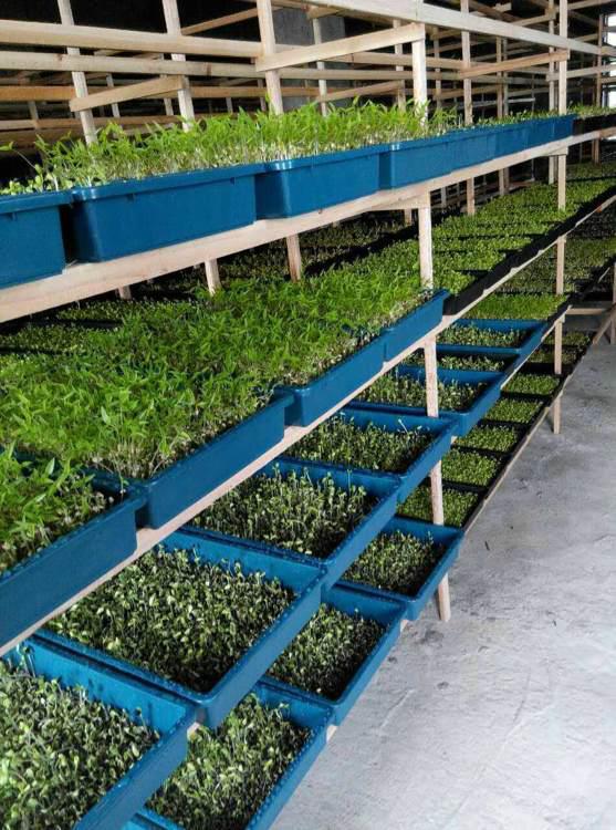 80后老板靠种芽苗菜一年还清500万,靠芽苗菜致富