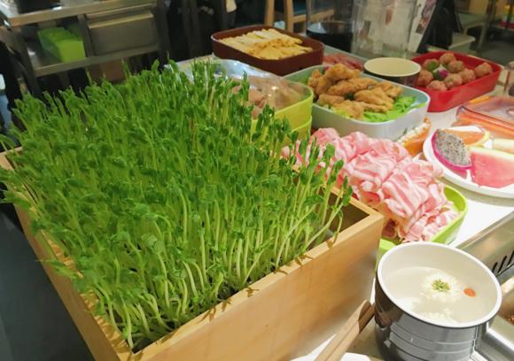 80后老板靠种芽苗菜一年还清500万,靠芽苗菜致富