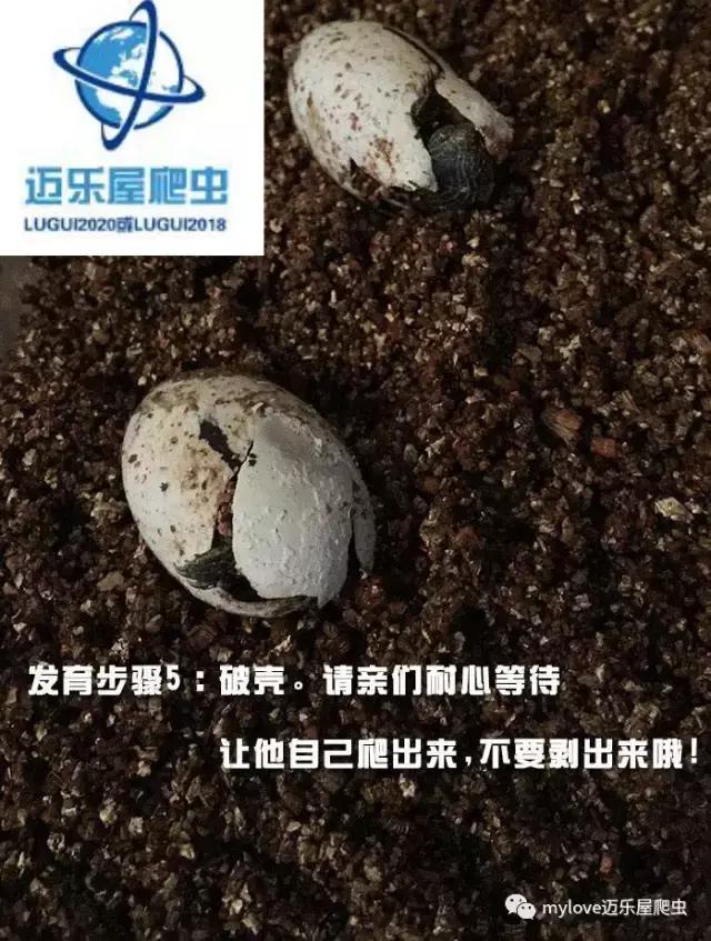 赫曼什么时候繁殖,赫曼繁殖方法