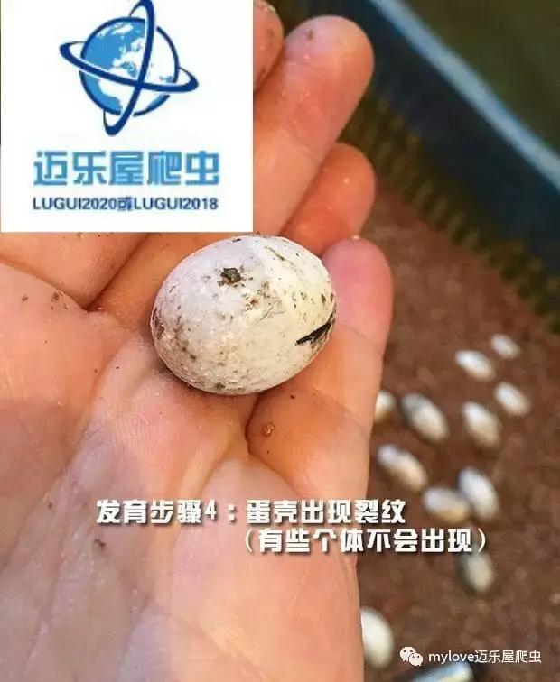 赫曼什么时候繁殖,赫曼繁殖方法