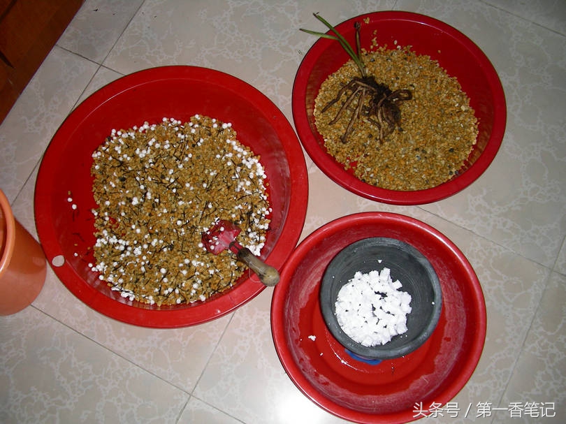 颗粒植料上盆养兰视频,滇西养兰人讲兰花上盆