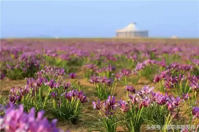 鄂尔多斯我的家完全版,我美丽的家乡鄂尔多斯