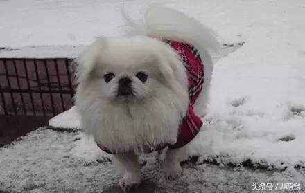 世上有多少种狗狗,世上有几种狗狗叫什么名字