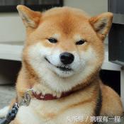 王思聪能够带狗上飞机吗 (王思聪飞机能够带狗吗)