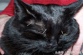 王思聪能够带狗上飞机吗 (王思聪飞机能够带狗吗)