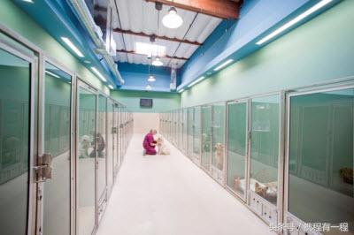 王思聪能够带狗上飞机吗 (王思聪飞机能够带狗吗)