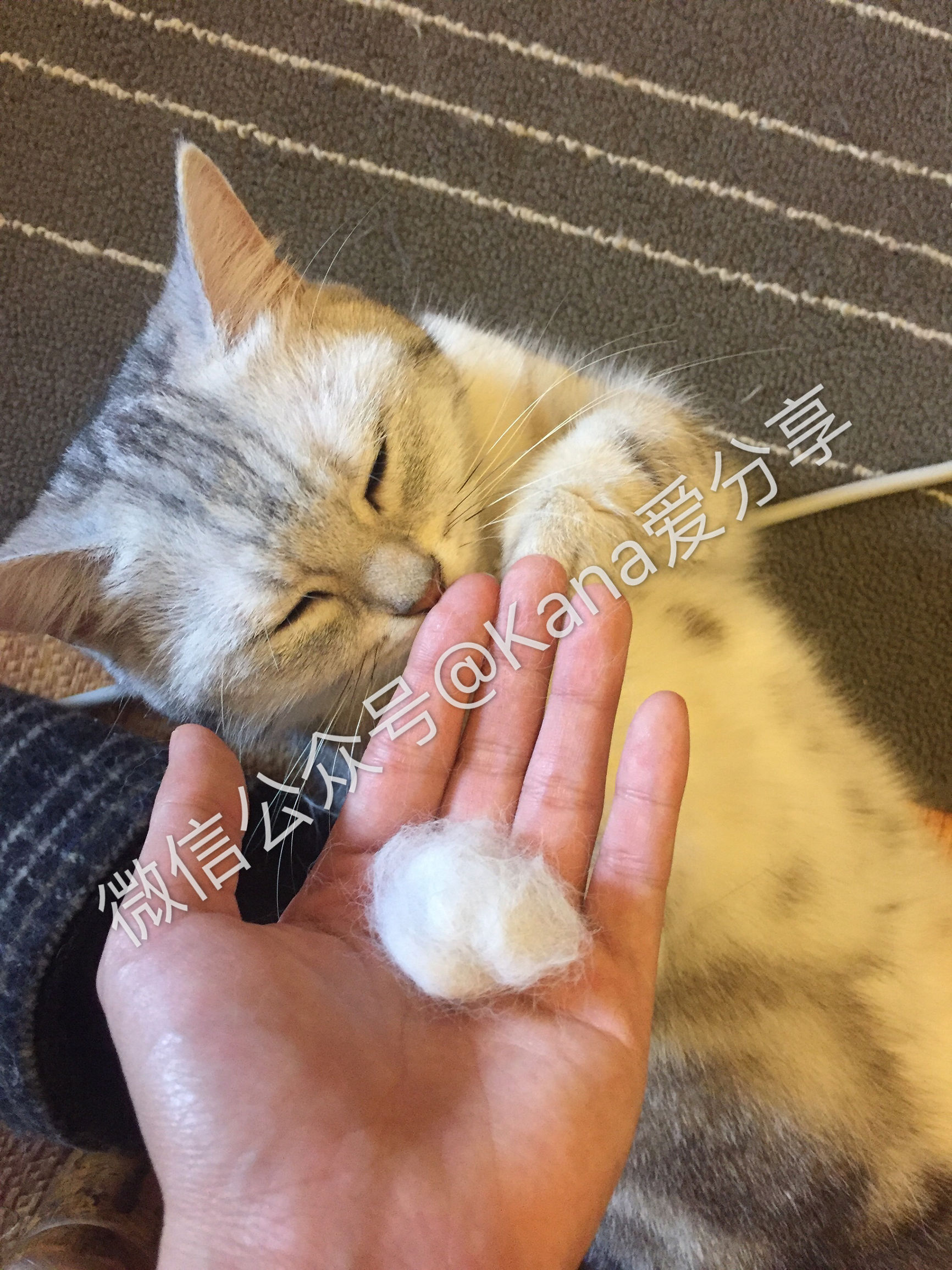 猫毛难剃,猫毛难拔怎么办