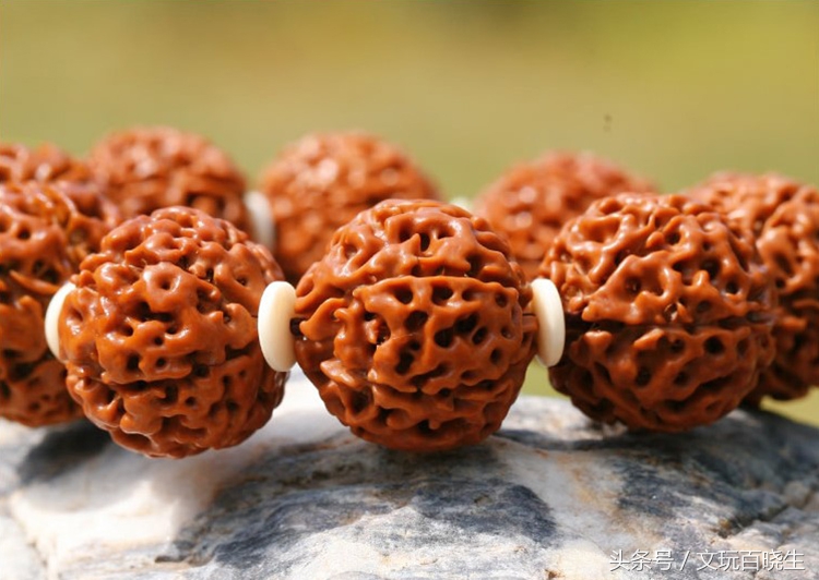 几内亚金刚和尼泊尔金刚的区别,正宗尼泊尔金刚菩提辨别