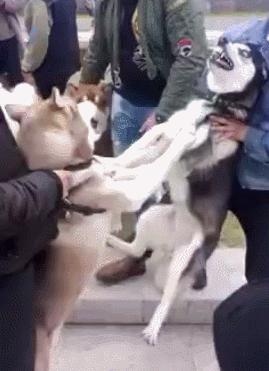 哈士奇阿拉斯加隔着笼子吵架,哈士奇和阿拉斯加吵架