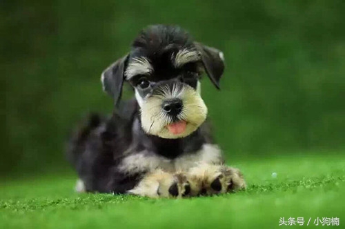 狗狗中暑急救的方法和步骤,搜救犬中暑训导员急哭