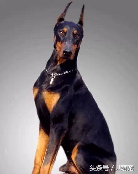 世上有多少种狗狗,世上有几种狗狗叫什么名字