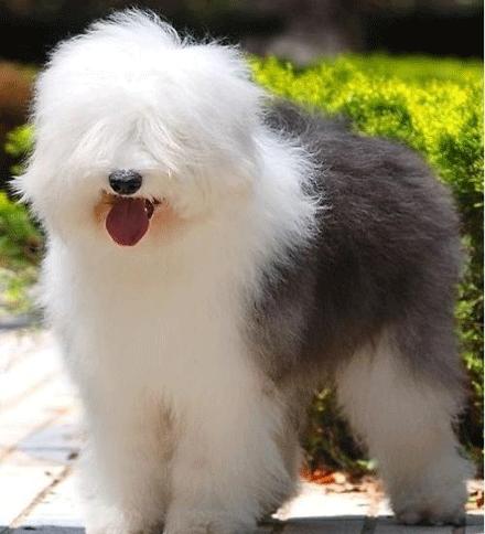 世上有多少种狗狗,世上有几种狗狗叫什么名字