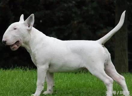 世上有多少种狗狗,世上有几种狗狗叫什么名字