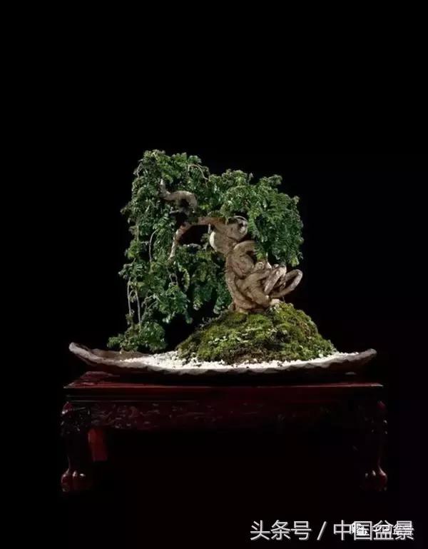 全国盆景拍卖前十 (盆景拍卖专场)