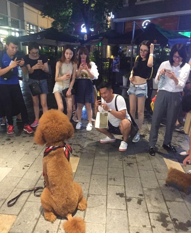 这么大的泰迪输出肯定不比人差，难怪这么多女的喜欢