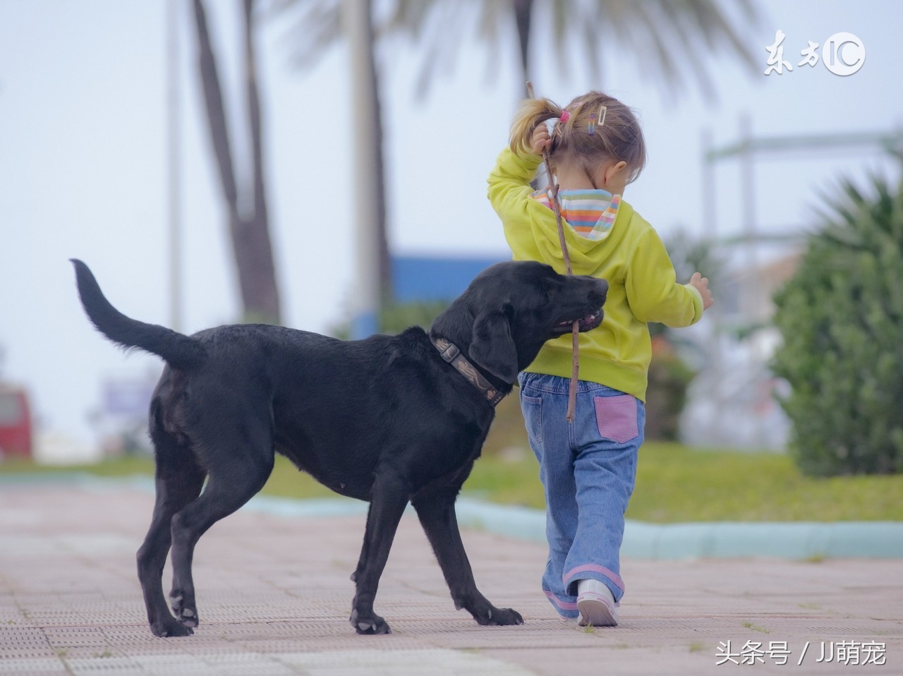 世上有多少种狗狗,世上有几种狗狗叫什么名字