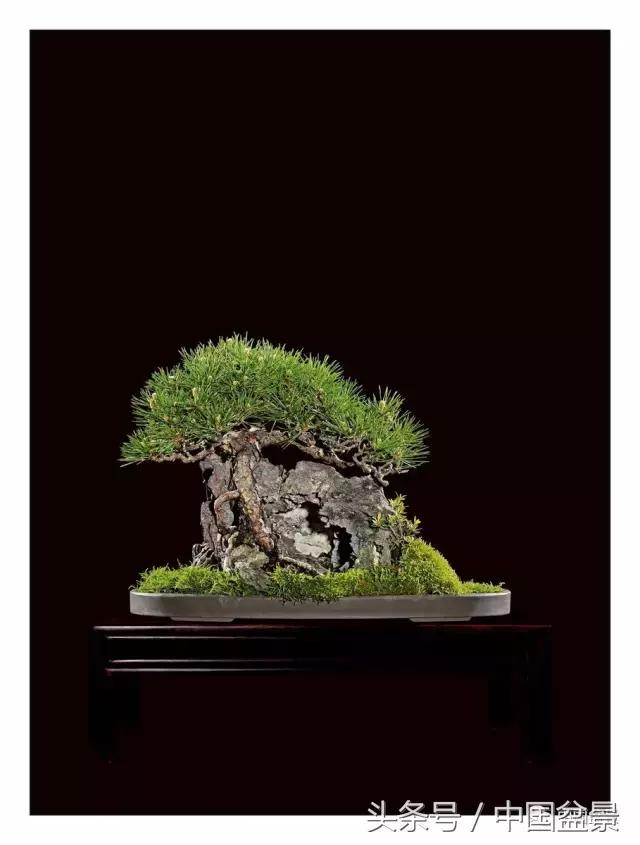 全国盆景拍卖前十 (盆景拍卖专场)