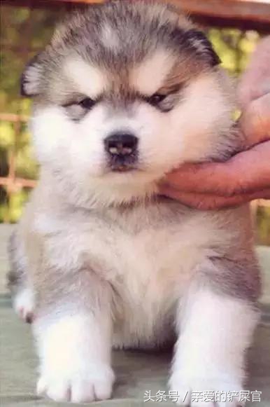 肠胃不好的狗狗如何养护,狗狗肠胃黏膜受损怎么养