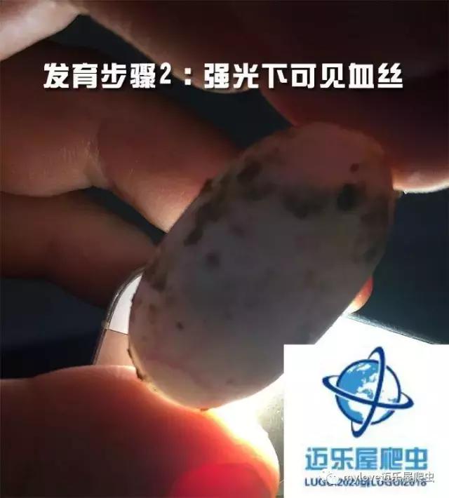 赫曼什么时候繁殖,赫曼繁殖方法
